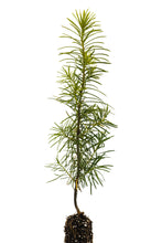Load image into Gallery viewer, Living Christmas Tree | Douglas-Fir | Packaged Live Tree