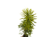 Load image into Gallery viewer, Living Christmas Tree | Douglas-Fir | Packaged Live Tree