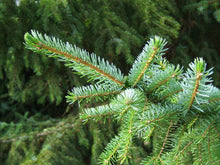 Load image into Gallery viewer, Living Christmas Tree | Serbian Spruce  | Packaged Live Tree
