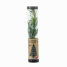 Load image into Gallery viewer, Living Christmas Tree | Douglas-Fir | Packaged Live Tree
