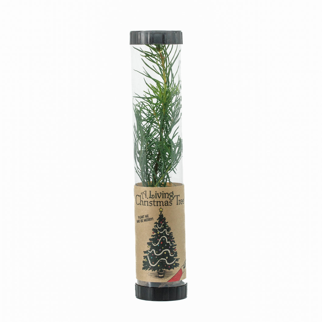Living Christmas Tree | Douglas-Fir | Packaged Live Tree