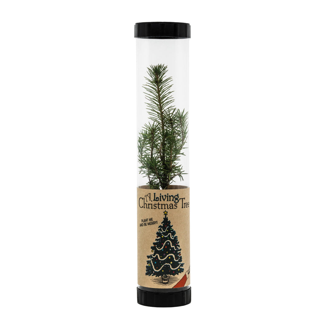 Living Christmas Tree | Serbian Spruce  | Packaged Live Tree