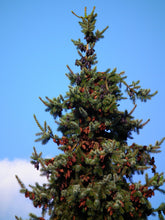 Load image into Gallery viewer, Living Christmas Tree | Serbian Spruce  | Packaged Live Tree
